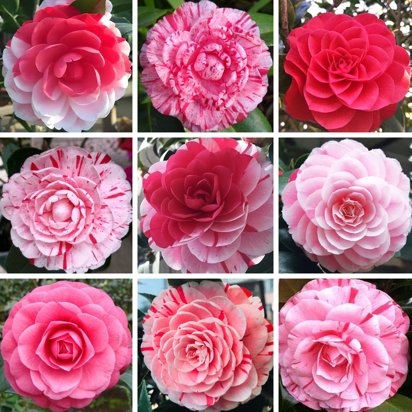 🌼Five-Color Camellia—Ideal Love-Plantjoyfarm-best selling,Garden Seeds