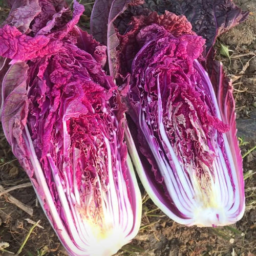 Merlot (F1) Chinese Cabbage Seed-Plantjoyfarm-Vegetable Seeds,best selling