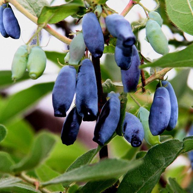 Egrow 50Pcs,100Pcs/Pack Lonicera Caerulea Fruit Seeds Home Garden Plants Honeyberry Blueberry Seeds-Plantjoyfarm-Fruit Seeds