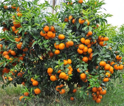🍊Red Tangerine Seeds-Sweet, Juicy, Abundant Harvests-Plantjoyfarm-