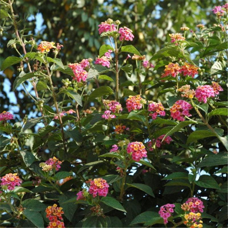 Egrow 30 Pcs/Pack Lantana Seeds Lantana Camara Tree Plan Flower Seeds Home Garden Seeds-Plantjoyfarm-Garden Seeds,Gardening,home and garden,Seeds,best selling