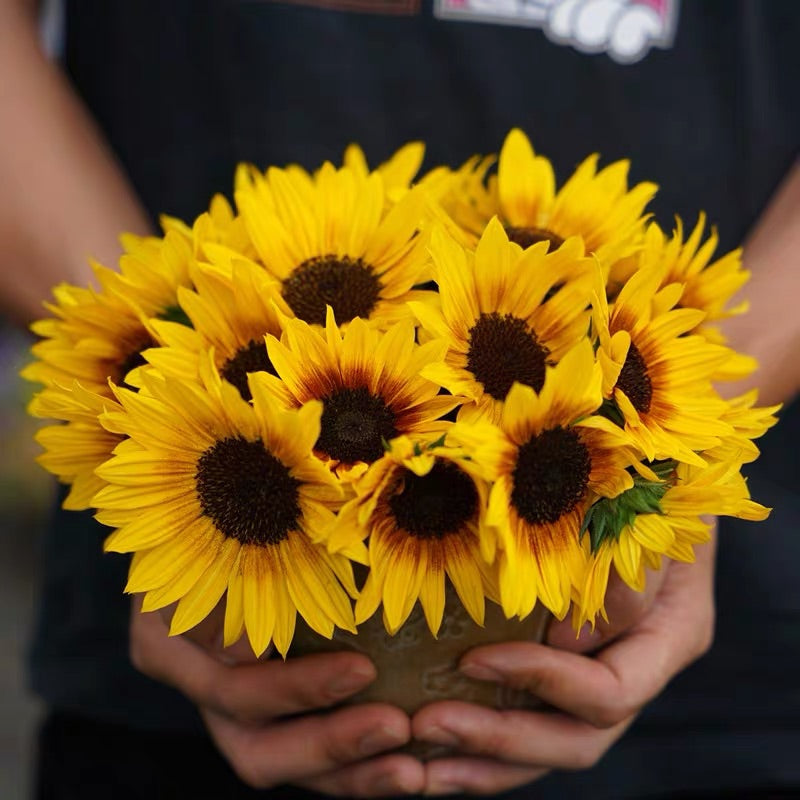 Sunflower Bonsai Flowering Machine, Glorious Years-Plantjoyfarm-Sunflower Seeds,best selling