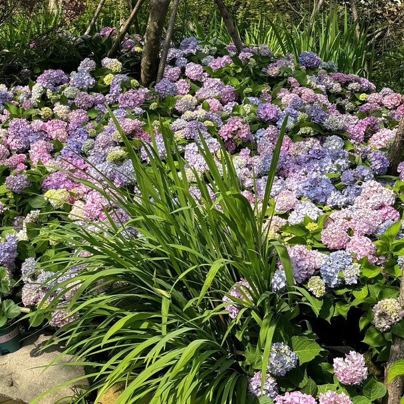 🔥Last Day 49%OFF - Colorful Giant Hydrangea Seeds-Perennial Flower Seeds