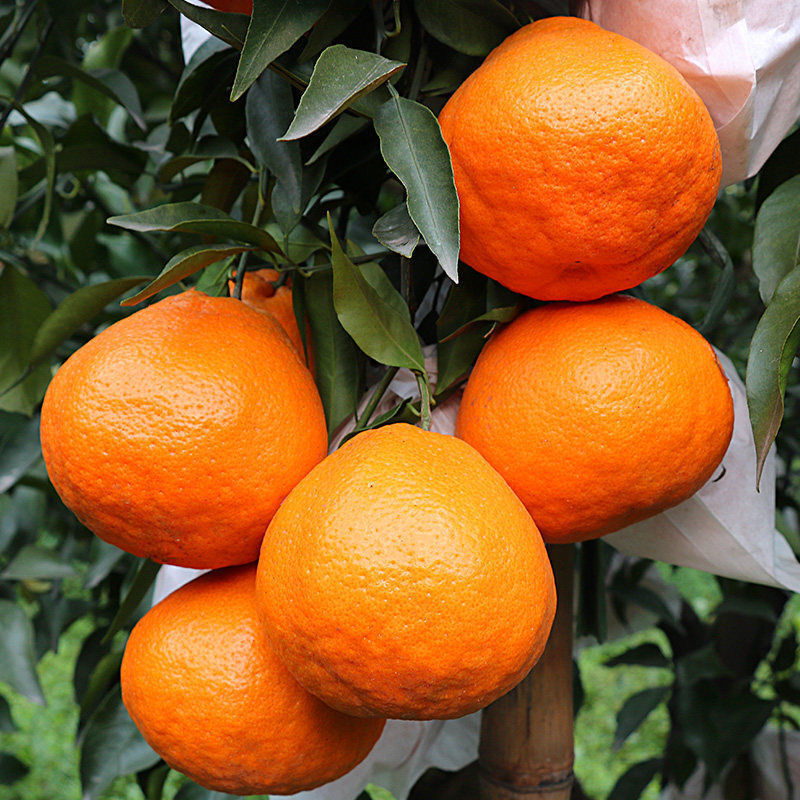 Rake Citrus Seeds (🪴Can be potted)-Plantjoyfarm-