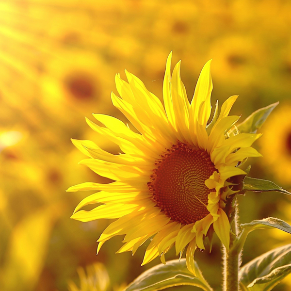 50 Seeds Mammoth Russian Sunflower Seeds-Plantjoyfarm-Flowers,Sunflower Mammoth,Sunflower Seeds,best selling