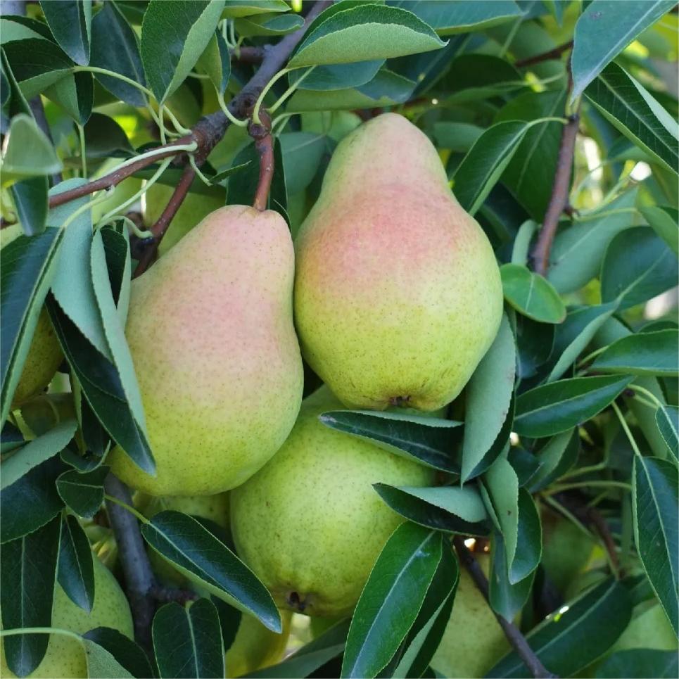 Pyrus communis Seeds - granny's pears-Plantjoyfarm-