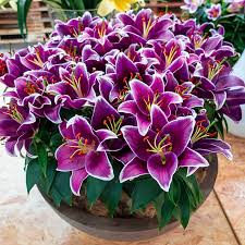 Carpet Border Lily-Plantjoyfarm-Flower Seeds,Garden Seeds,best selling