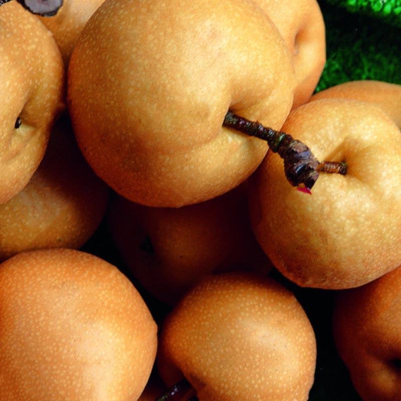 Egrow 10Pcs/Bag Pear Seeds Yellow Chinese Pear Tree Bonsai Seeds Sweet Delicious Exotic Fruit Seeds-Plantjoyfarm-Fruit Seeds,Gardening,home and garden,Seeds,best selling