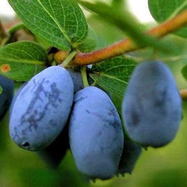 Egrow 50Pcs,100Pcs/Pack Lonicera Caerulea Fruit Seeds Home Garden Plants Honeyberry Blueberry Seeds-Plantjoyfarm-Fruit Seeds