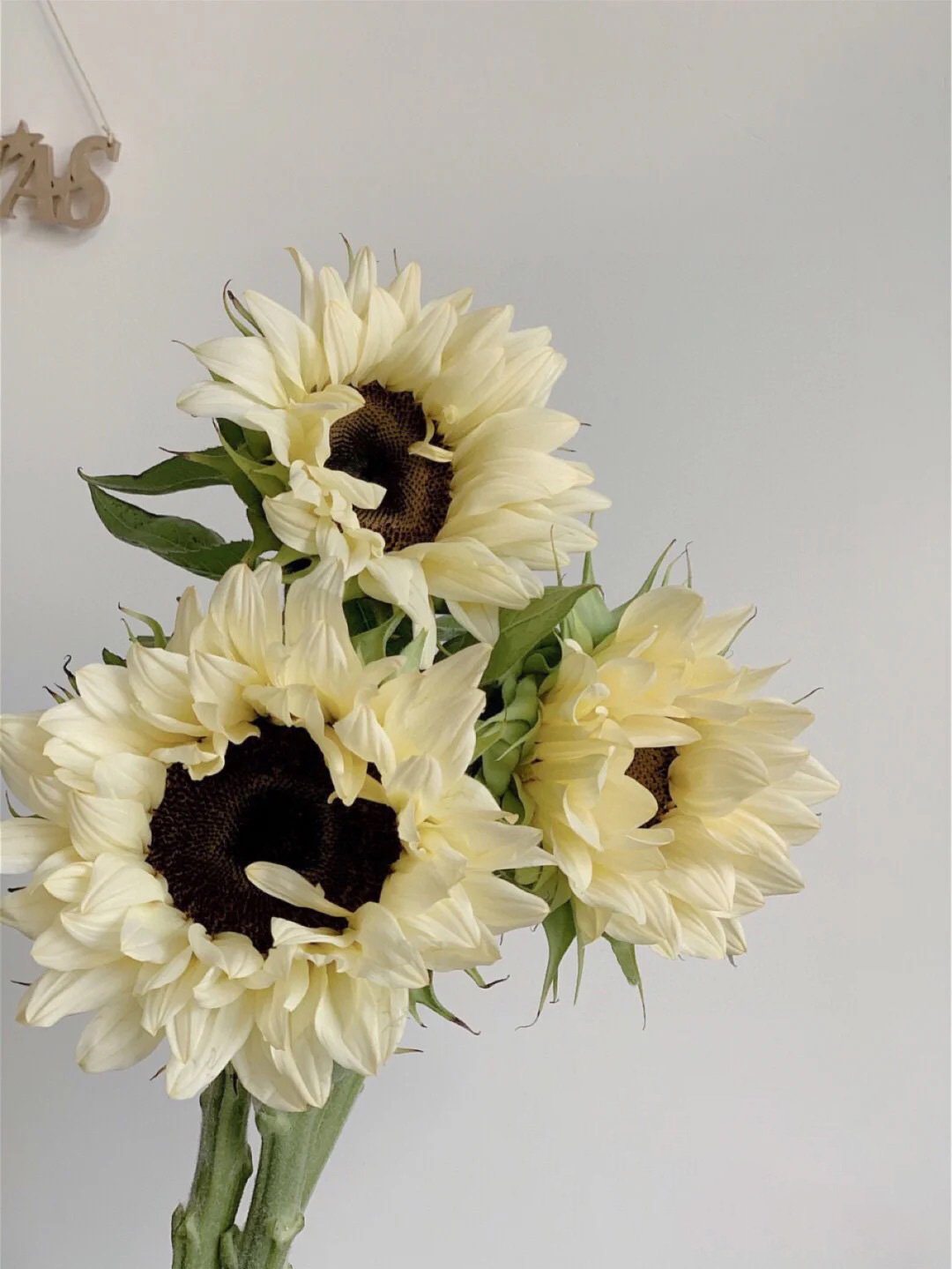 50 Seeds White sunflower with black core-Plantjoyfarm-Sunflower Seeds,best selling