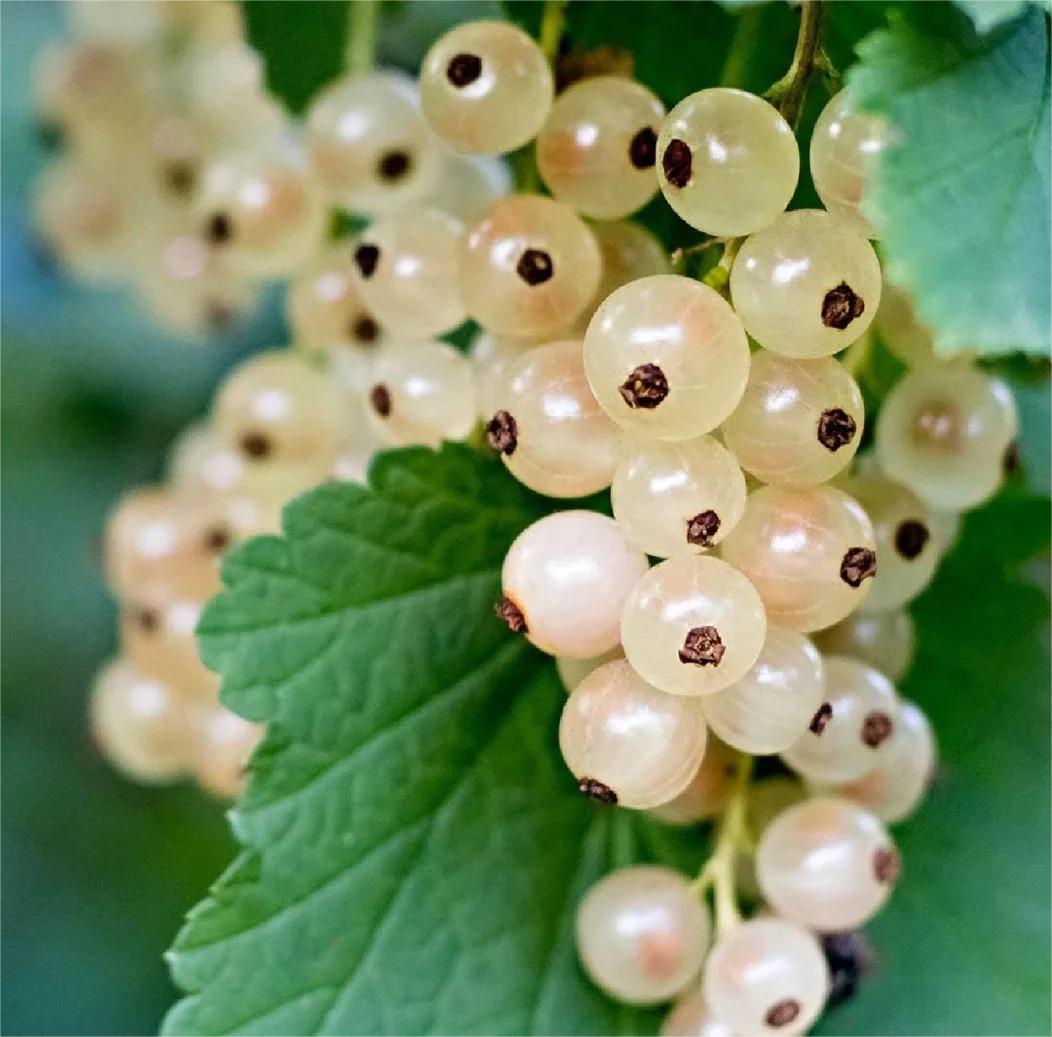 Multicolor Gooseberry Seeds-Plantjoyfarm-Fruit Seeds