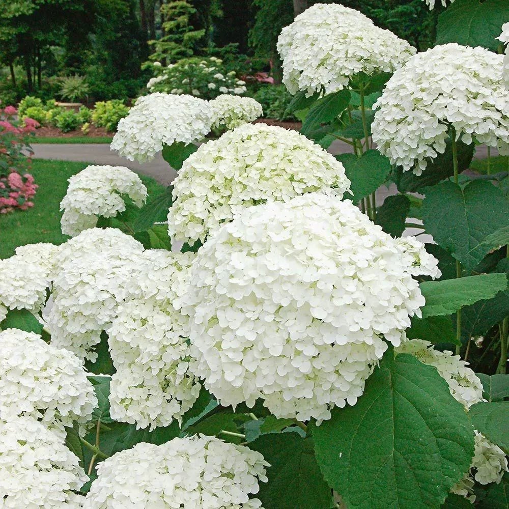🔥Last Day 49%OFF - Colorful Giant Hydrangea Seeds-Perennial Flower Seeds