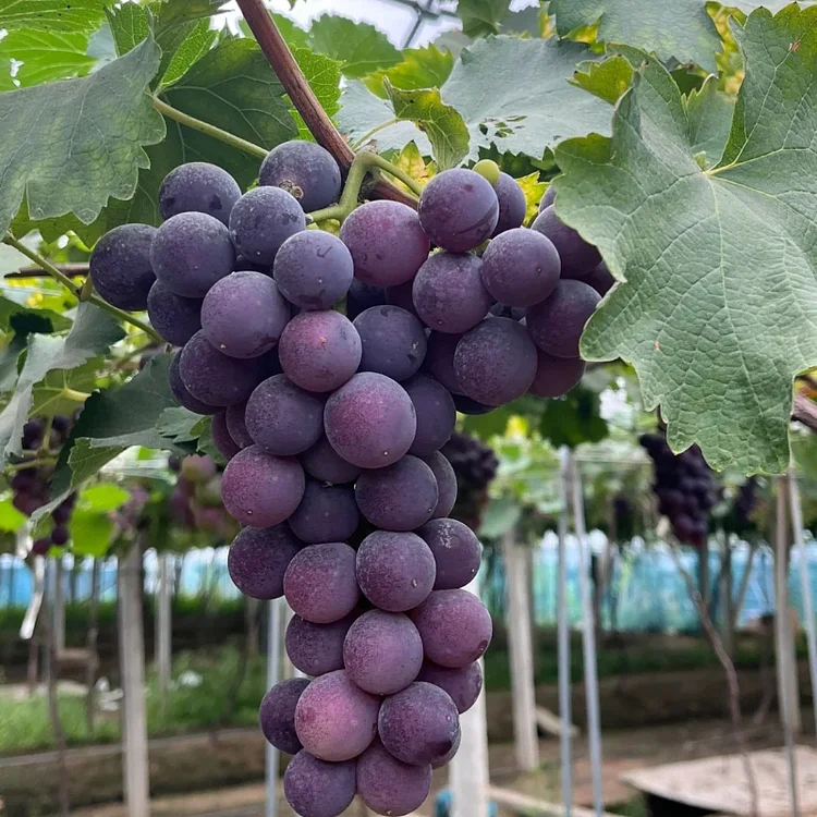 Midknight Beauty Grapes Seeds - Giant Rose (Rose scented)- 98% Germination🔥-Plantjoyfarm-Garden Seeds,Fruit Seeds