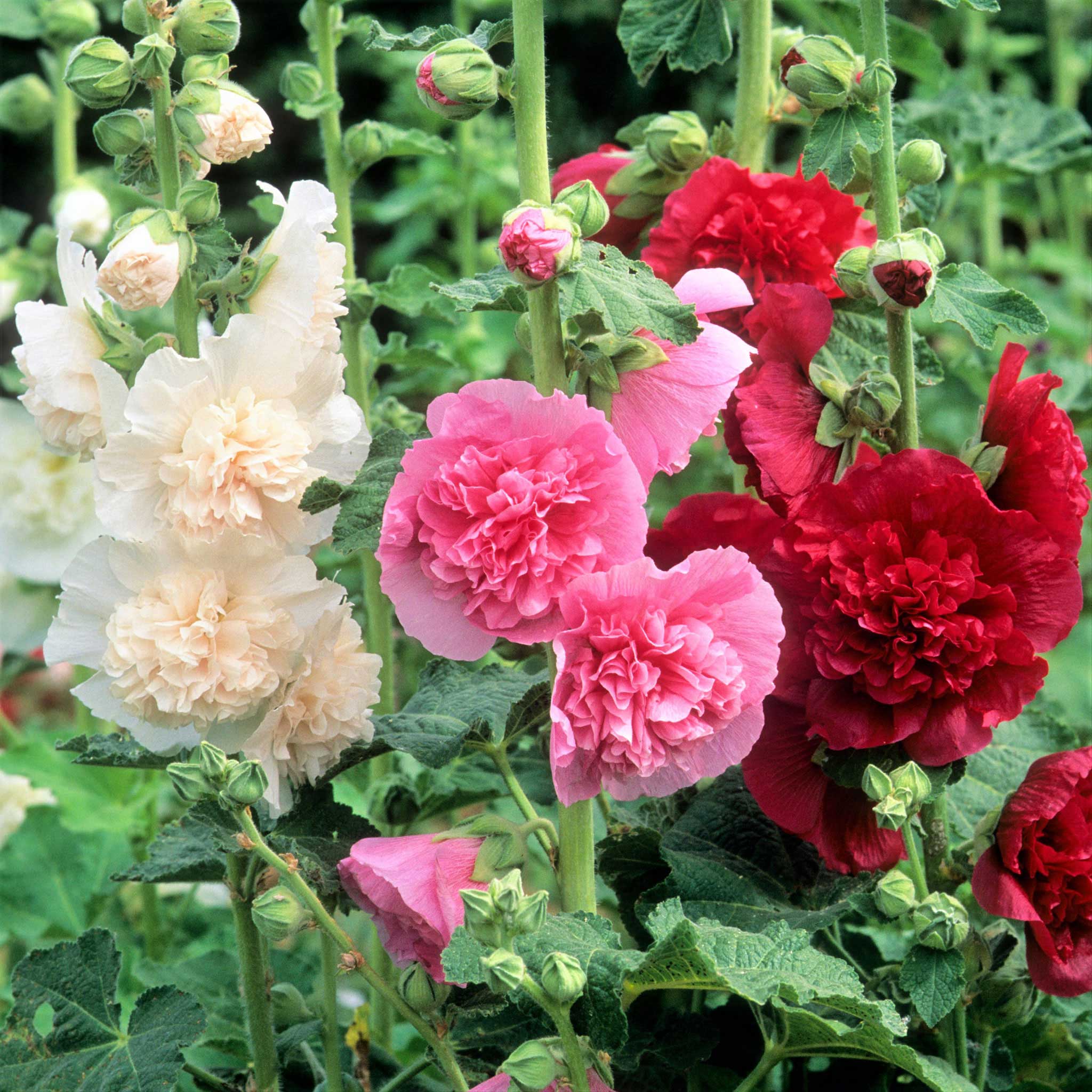 Last Day Sale - 50% OFF-🌸🌿Double Hollyhock Seeds-Plantjoyfarm-Garden Seeds,Flower Seeds,Flowers Seeds