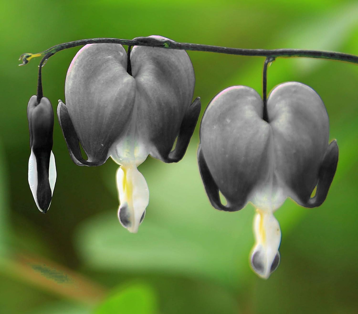 Ocean Bleeding Heart Seeds ~ Dicentra Spectabilis ~ Gifts ~ Grow Your Own ~ Spring Flowers-Plantjoyfarm-Flower Seeds,Garden Seeds,best selling
