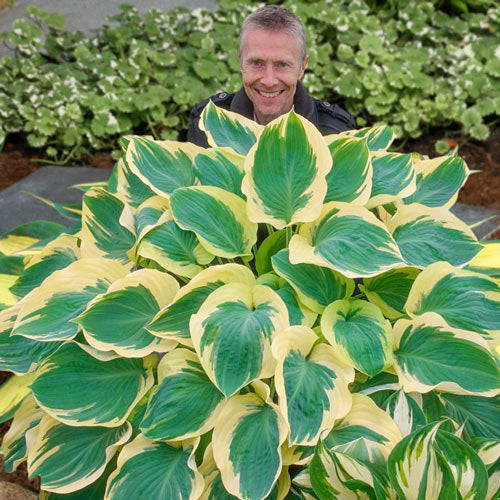 Orion's Belt Hosta-Plantjoyfarm-Flower Seeds,Garden Seeds,best selling