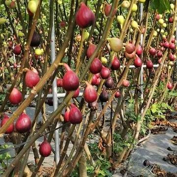 Fig Tree Seeds (Ficus carica), Sweet Fruit Shrub-Plantjoyfarm-Fruit Seeds,best selling