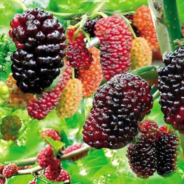 Egrow 50Pcs/Pack Jackfruit Strawberry Seeds Garden Plants Fruit Seeds-Plantjoyfarm-Gardening,home and garden,Seeds,vegetable
