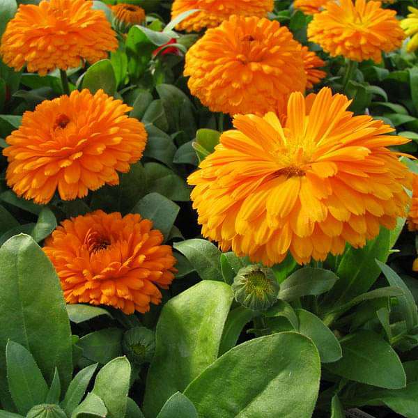Calendula Bon Bon Orange - Flower Seeds-Plantjoyfarm-All Seeds,Aromatic Plant Seeds,Garden Seeds,best selling