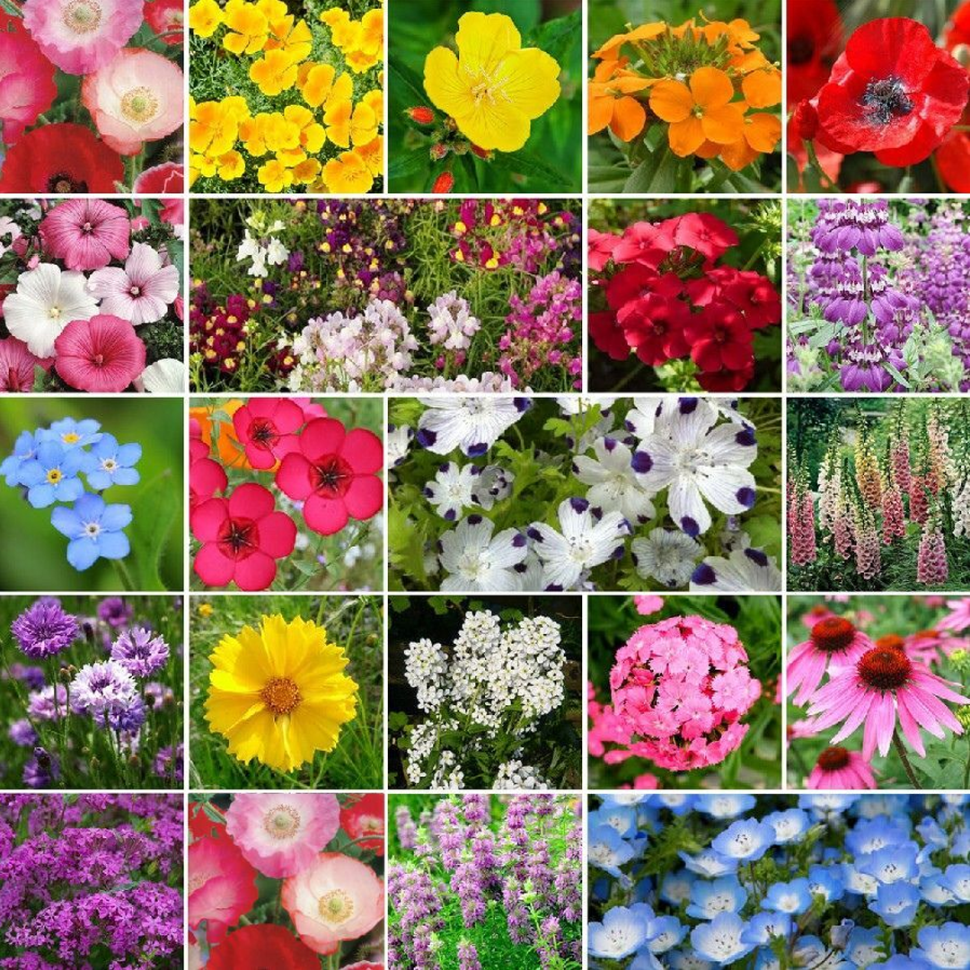 Partial Shade Wildflower Seed Mix-Plantjoyfarm-Flower Seeds