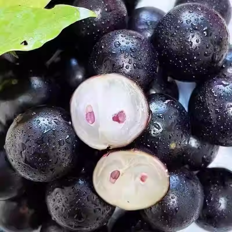 Jabuticaba-Plinia cauliflora-Tree Grape Seeds-Plantjoyfarm-
