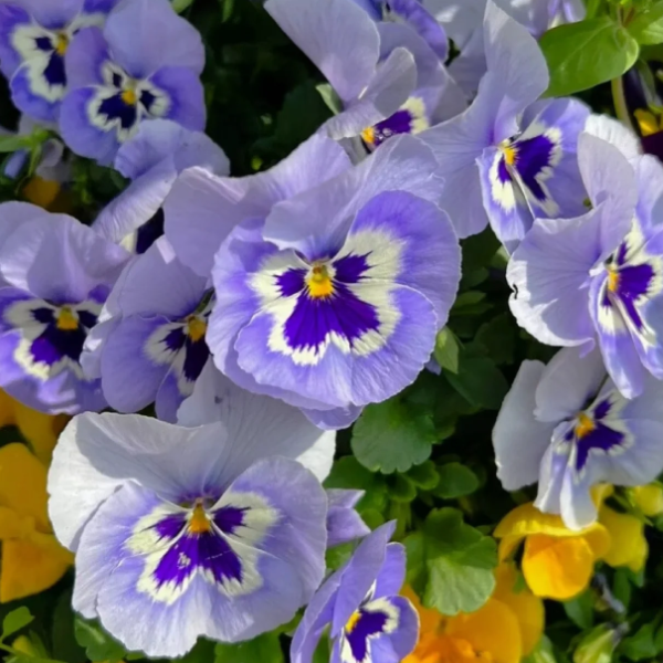 💐 Pansy Winter Elf Series - I Miss You Endlessly-Plantjoyfarm-best selling,Garden Seeds