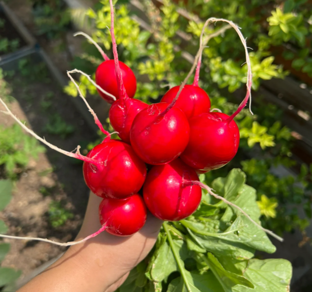 🍒🥕Radish Cherry Belle-Plantjoyfarm-best selling,Fruit Seeds,Vegetable Seeds