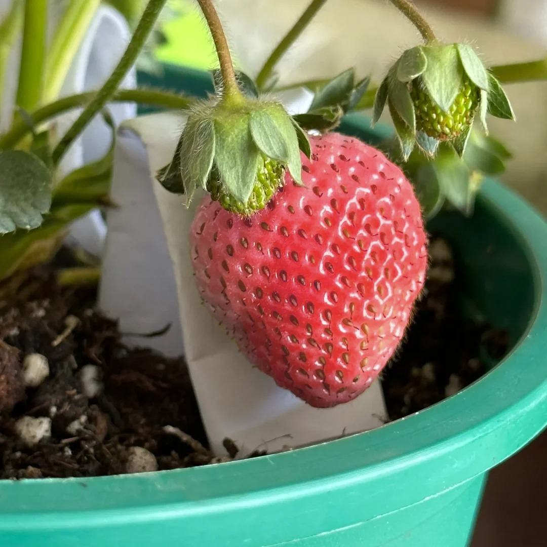 PEACH LAVENDER STRAWBERRY SEEDS (PEACH FLAVOR)-Plantjoyfarm-
