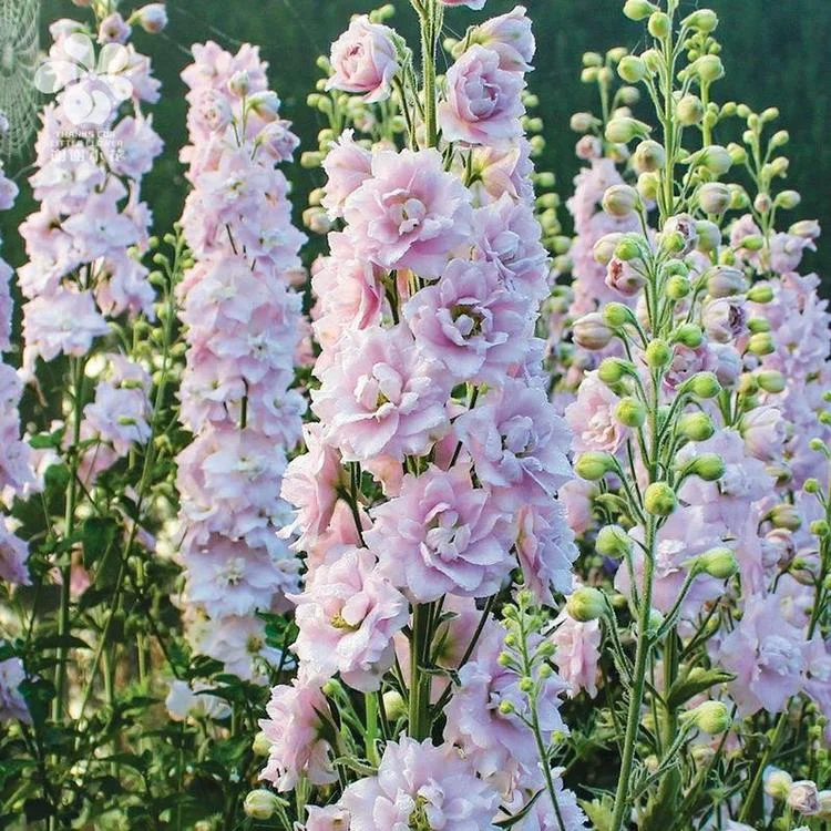 🌼🦋Mix-Colored Delphinium Seeds-Plantjoyfarm-new,Flower Seeds