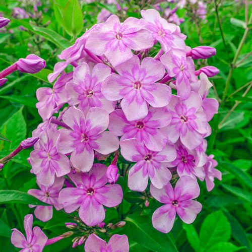 Smile Phlox-Plantjoyfarm-Flower Seeds,Garden Seeds,best selling
