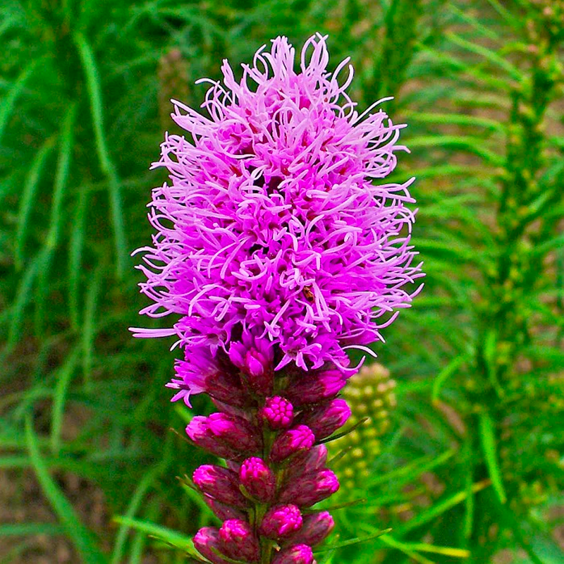 Gayfeather / Blazing Star Seeds - Liatris Seeds-Plantjoyfarm-Flower Seeds