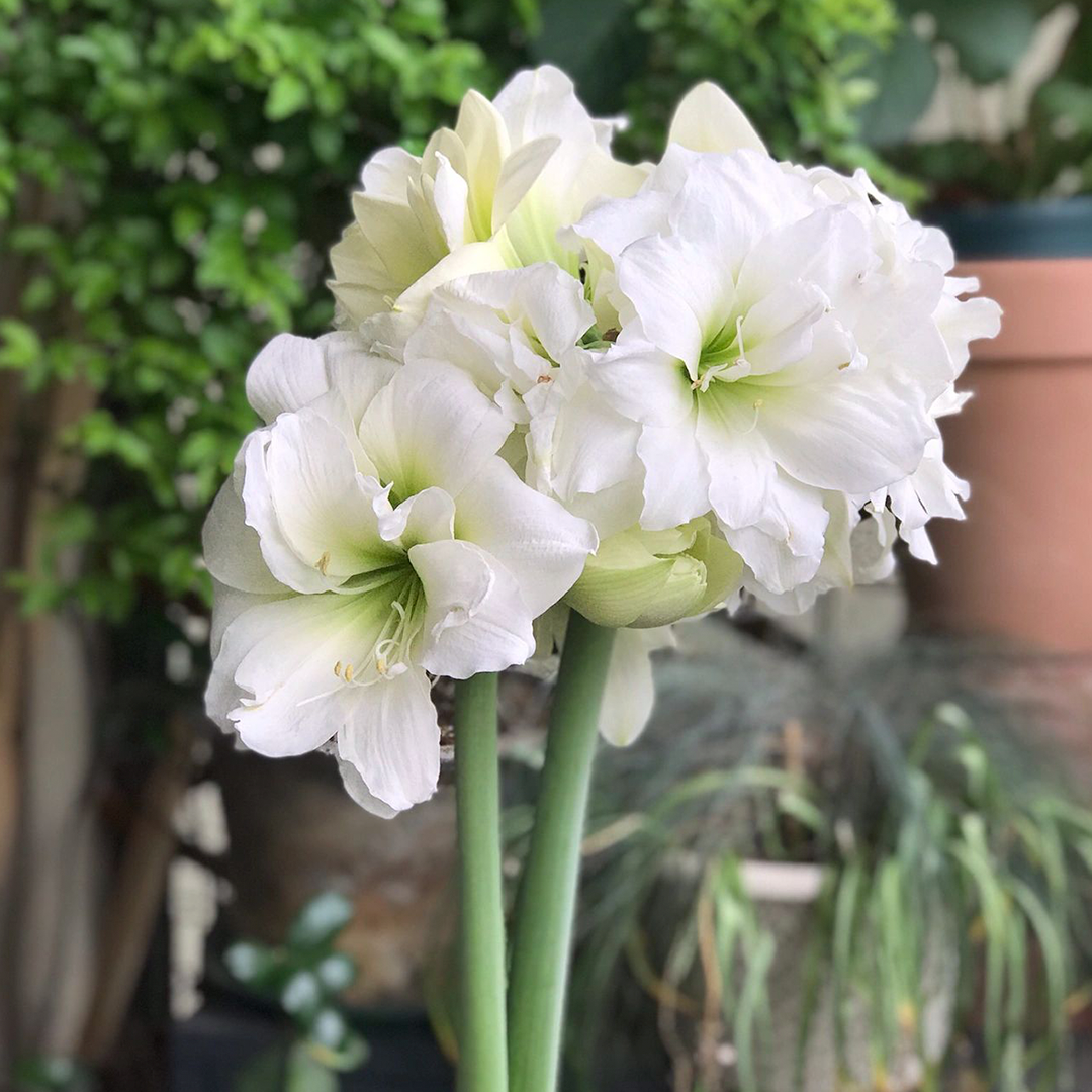 Amaryllis Bulbs - Afrey-Plantjoyfarm-flower bulb,Flower Seeds