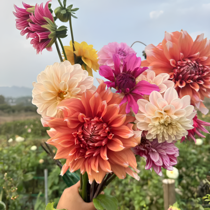 💐Dahlia Double Blend Rainbow Seeds-Plantjoyfarm-Flower Seeds,Garden Seeds,best selling