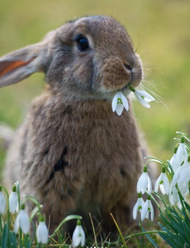 🌼Snowdrop Flower Seeds—Symbol Of Hope-Plantjoyfarm-best selling,Garden Seeds