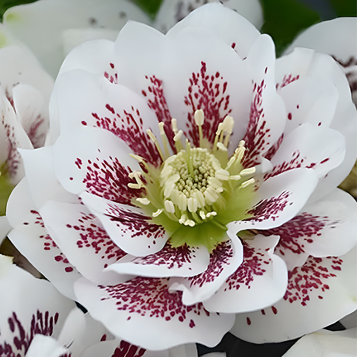Honeymoon Hellebore, Christmas Rose-Plantjoyfarm-Flower Seeds,Garden Seeds,best selling