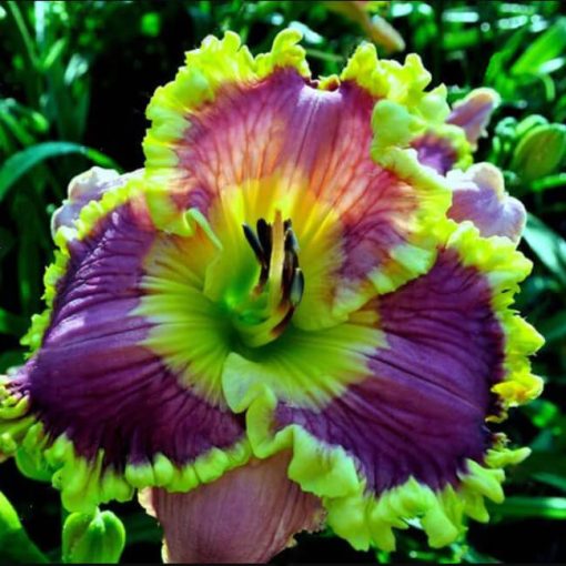 Daylily Hybrid Flowers Seed-Plantjoyfarm-Daylily,Flower Seeds,Garden Seeds,best selling