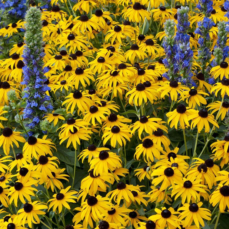 Purple Coneflowers&Black Eyed Susan Mix-Plantjoyfarm-Flower Seeds
