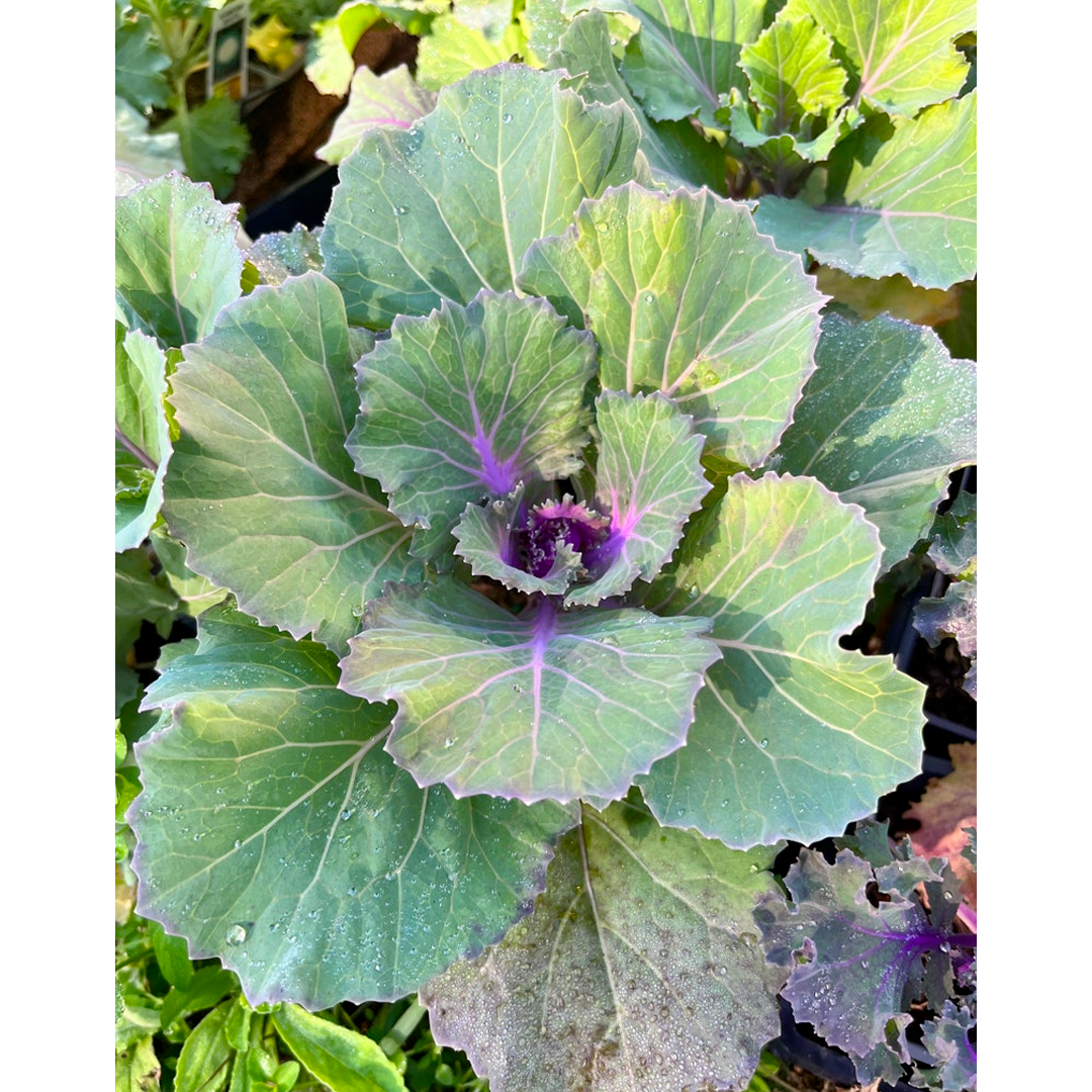 Ornamental Kale Seeds - Mix-Plantjoyfarm-Flower Seeds,Vegetable Seeds