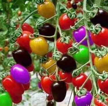 Colorful Cherry Tomatoes Seeds-Plantjoyfarm-Fruit Seeds