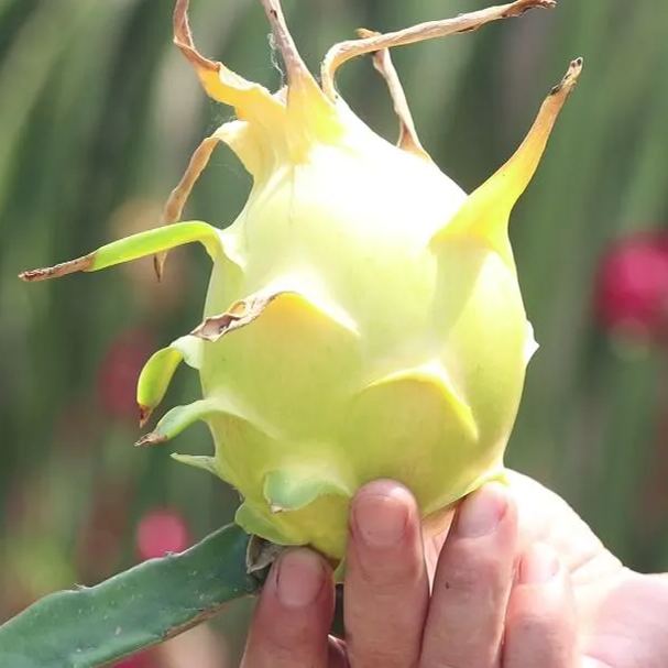 Multi-colored Dragon Fruit Seeds-Plantjoyfarm-Fruit Seeds,best selling