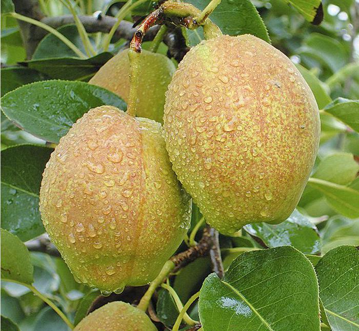 Korla Fragrant Pear Seeds-Plantjoyfarm-