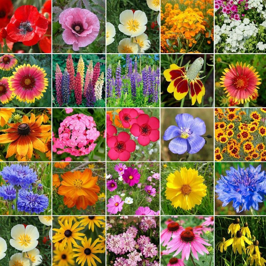 ✨Midwest Wildflower Seed Mix —— Low maintenance👨‍🌾-Plantjoyfarm-Flower Seeds,Garden Seeds,best selling