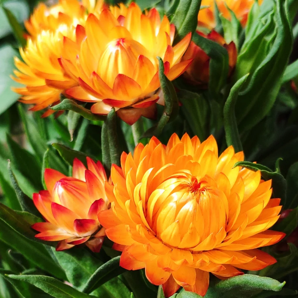 🌻Straw Chrysanthemum-Plantjoyfarm-best selling,Garden Seeds