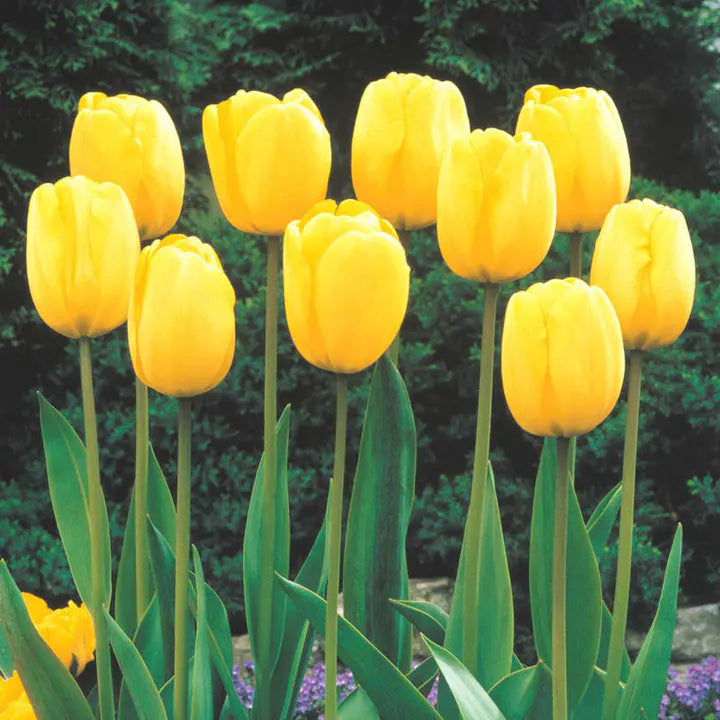Rare Color Tulip Seeds-Plantjoyfarm-Flower Seeds,Garden Seeds,tulip,best selling