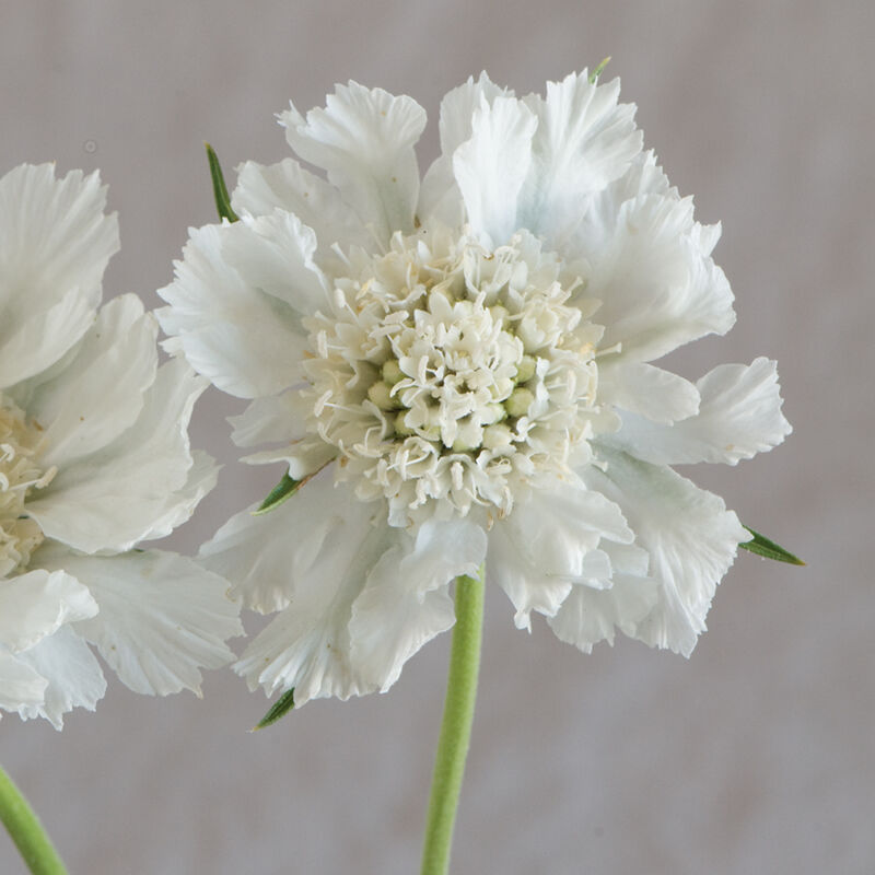 Scabiosa Comosa Seeds-Plantjoyfarm-Flower Seeds,Garden Seeds,best selling