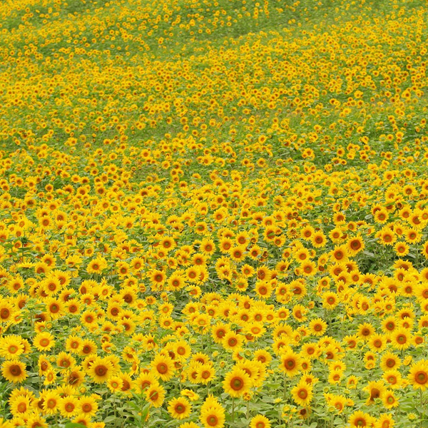 50 Seeds Mammoth Russian Sunflower Seeds-Plantjoyfarm-Flowers,Sunflower Mammoth,Sunflower Seeds,best selling