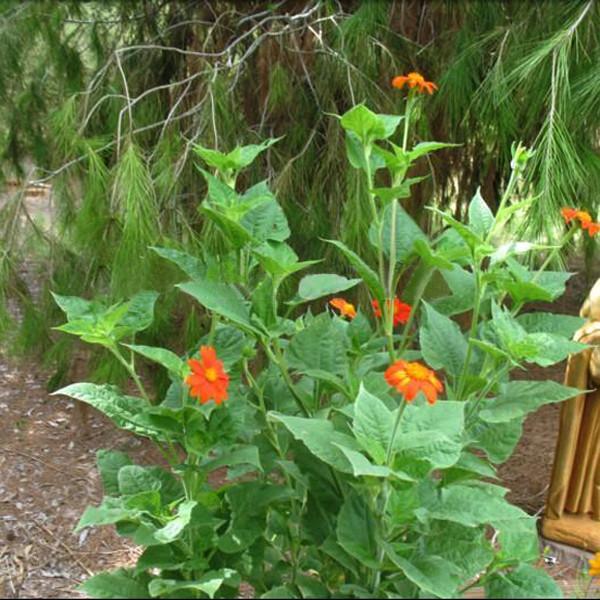 Orange Sunflower,Tithonia Speciosa Goldfinger flower Seeds-Plantjoyfarm-Sunflower Seeds,best selling