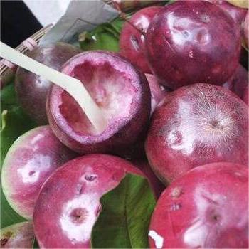 Milk Fruit Seeds - Star Apple✨Cold hardy varieties-Plantjoyfarm-