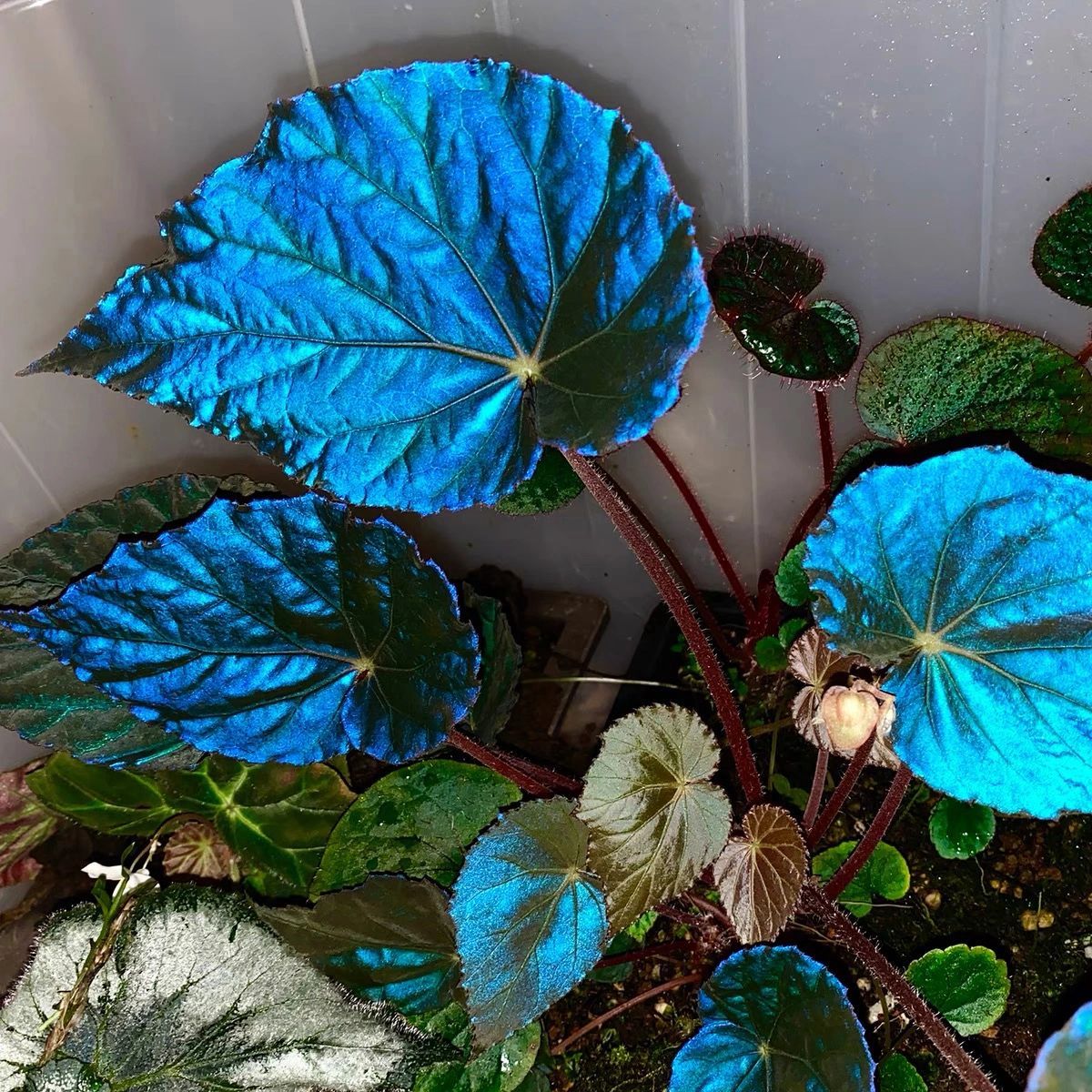 Peacock Begonia - blue begonia-Plantjoyfarm-Flowers Seeds,Garden Seeds,best selling
