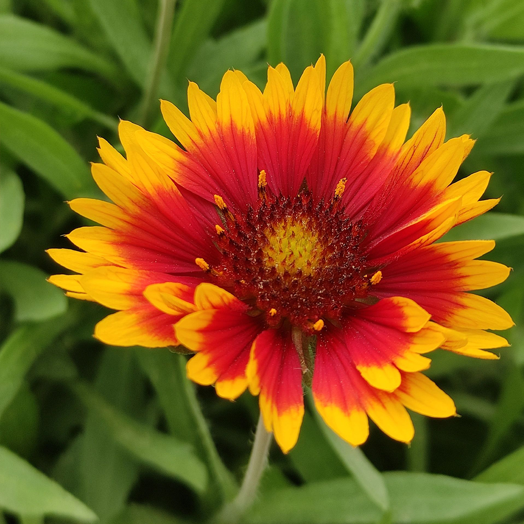 Blanket Flower Seeds-Plantjoyfarm-Flower Seeds